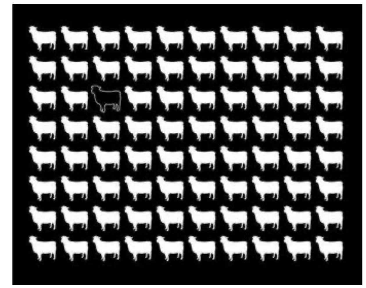 One black sheep standing apart from a white flock